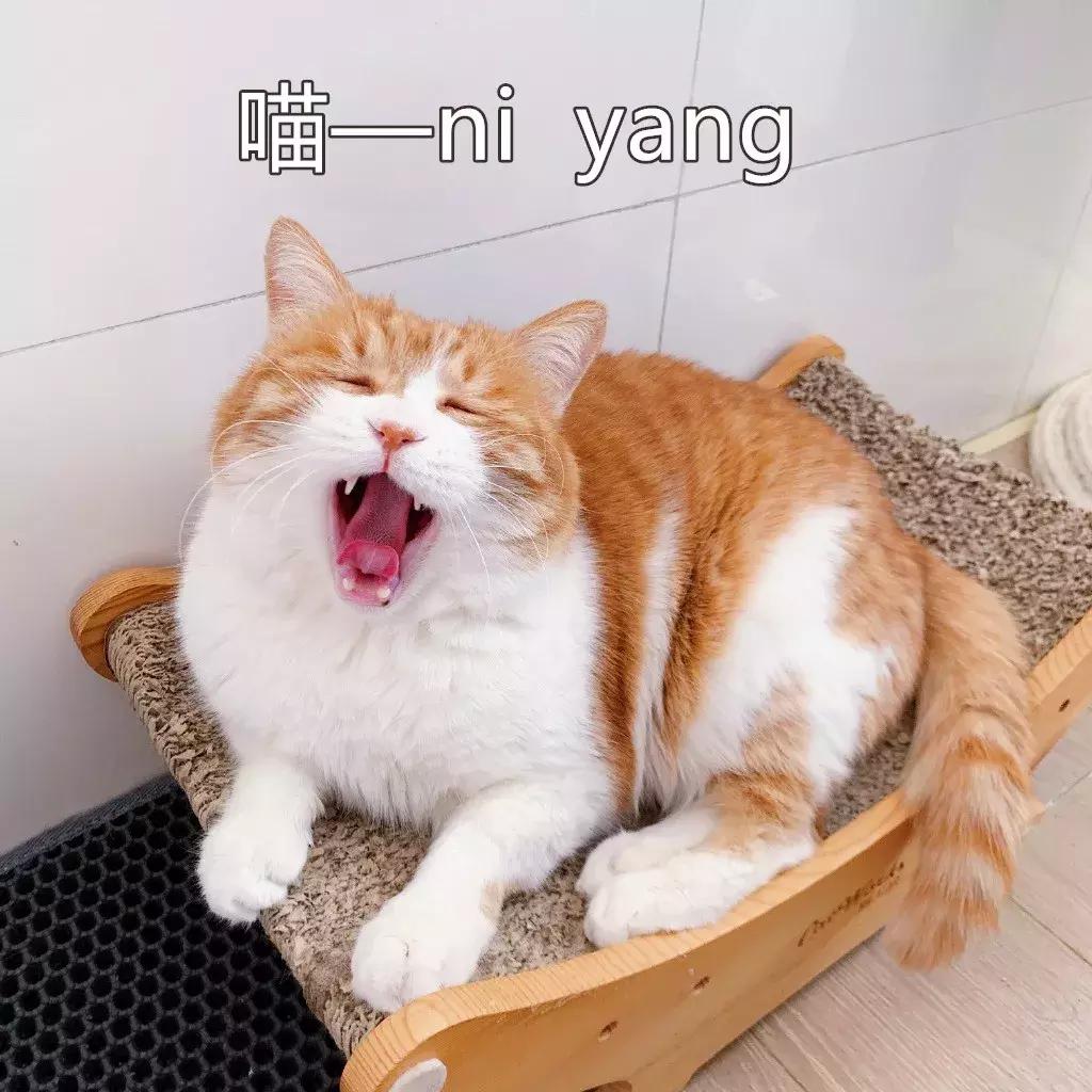 本国的猫可以听懂外国的猫叫吗 (中国的猫听得懂外国猫的叫声吗)