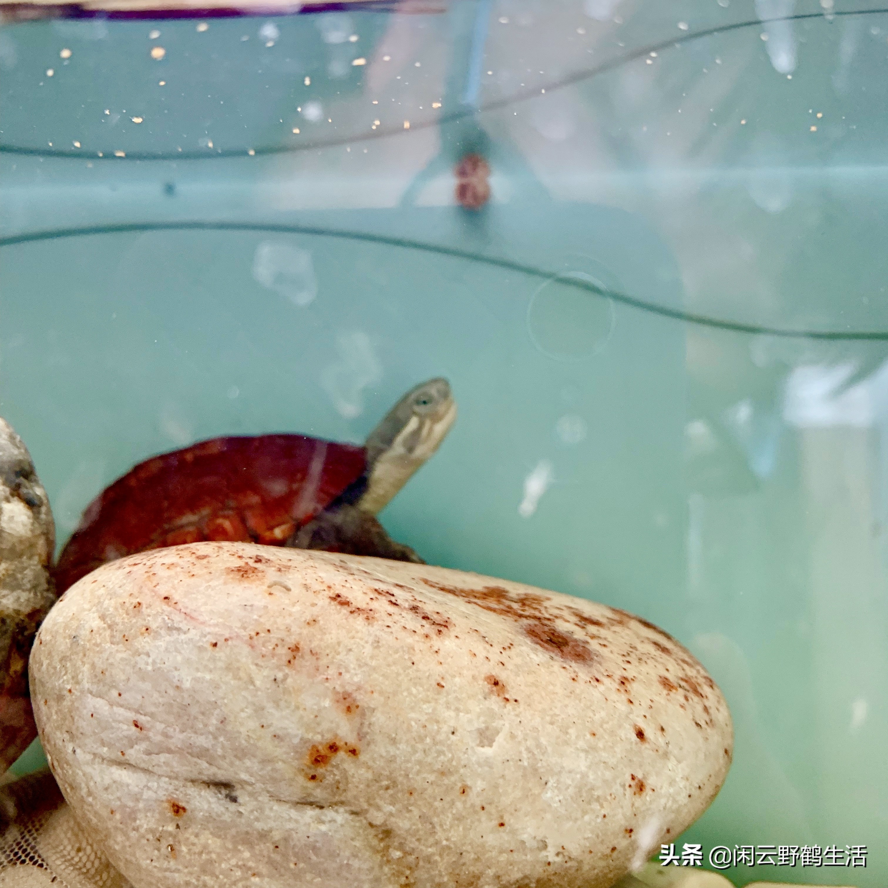 宠物龟冬眠的最佳方法,宠物龟冬眠需要准备什么