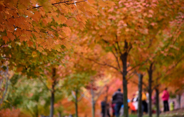 秋天红叶打卡地,红叶如诗