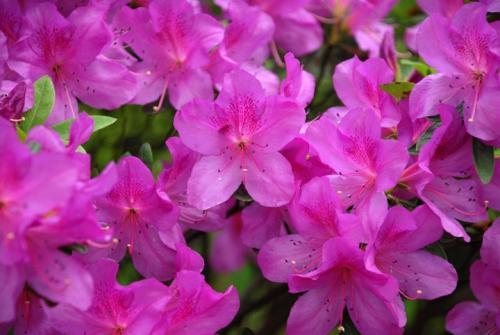 新房放什么植物吸甲醛效果好,吸甲醛最好的植物花卉是哪几种