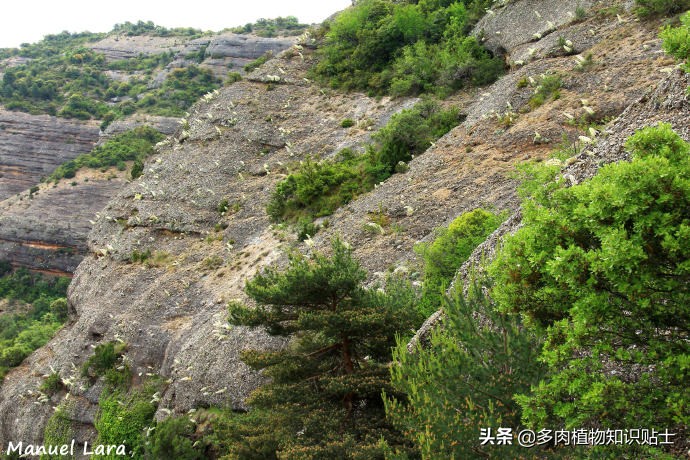 虎耳草开的花,虎耳草开花海