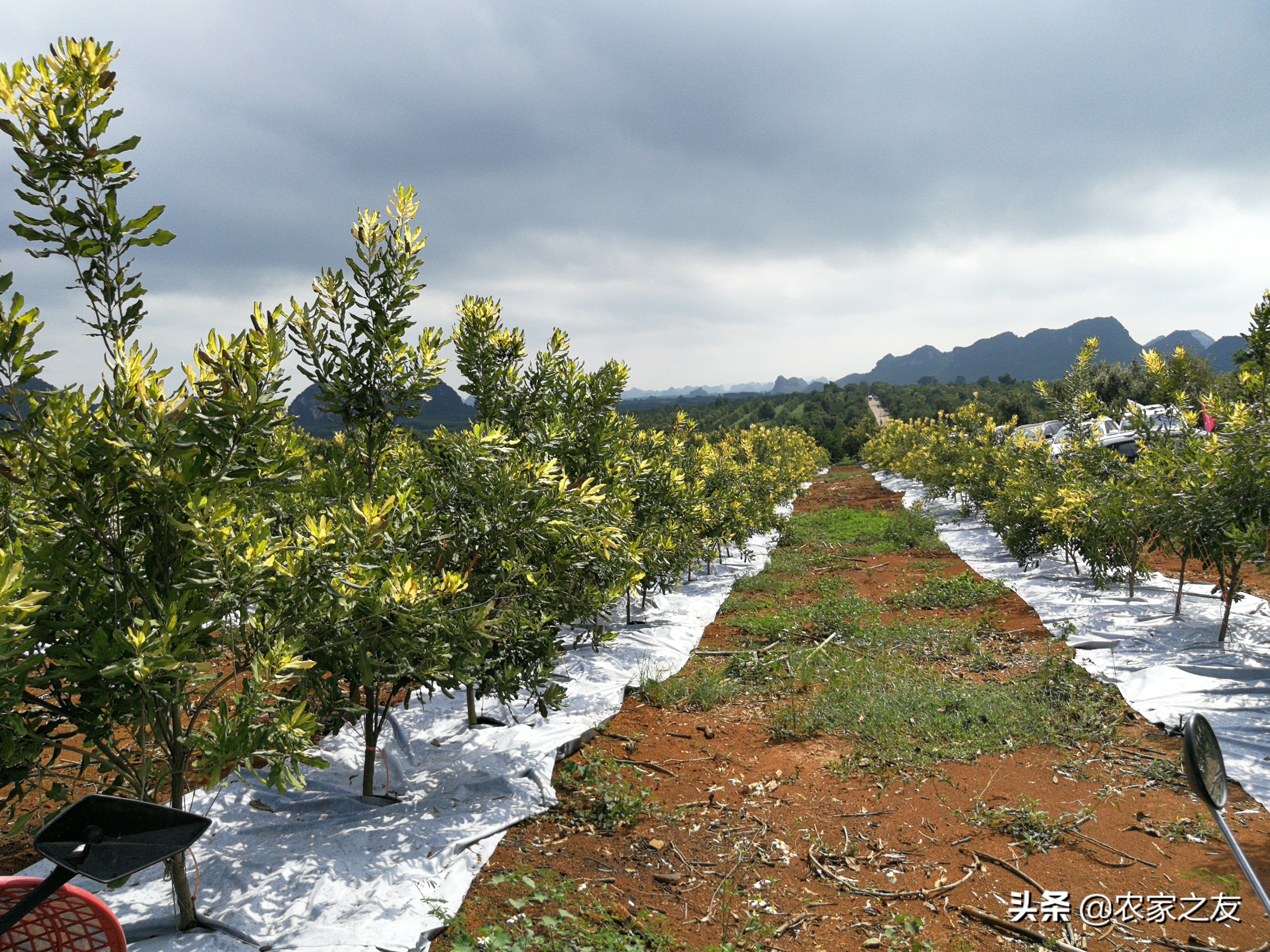 扶绥县昌平坚果苗,扶绥昌平坚果种植基地