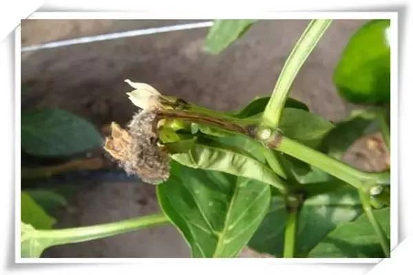 辣椒病害图谱大全大图,辣椒病害大全图片及防治方法