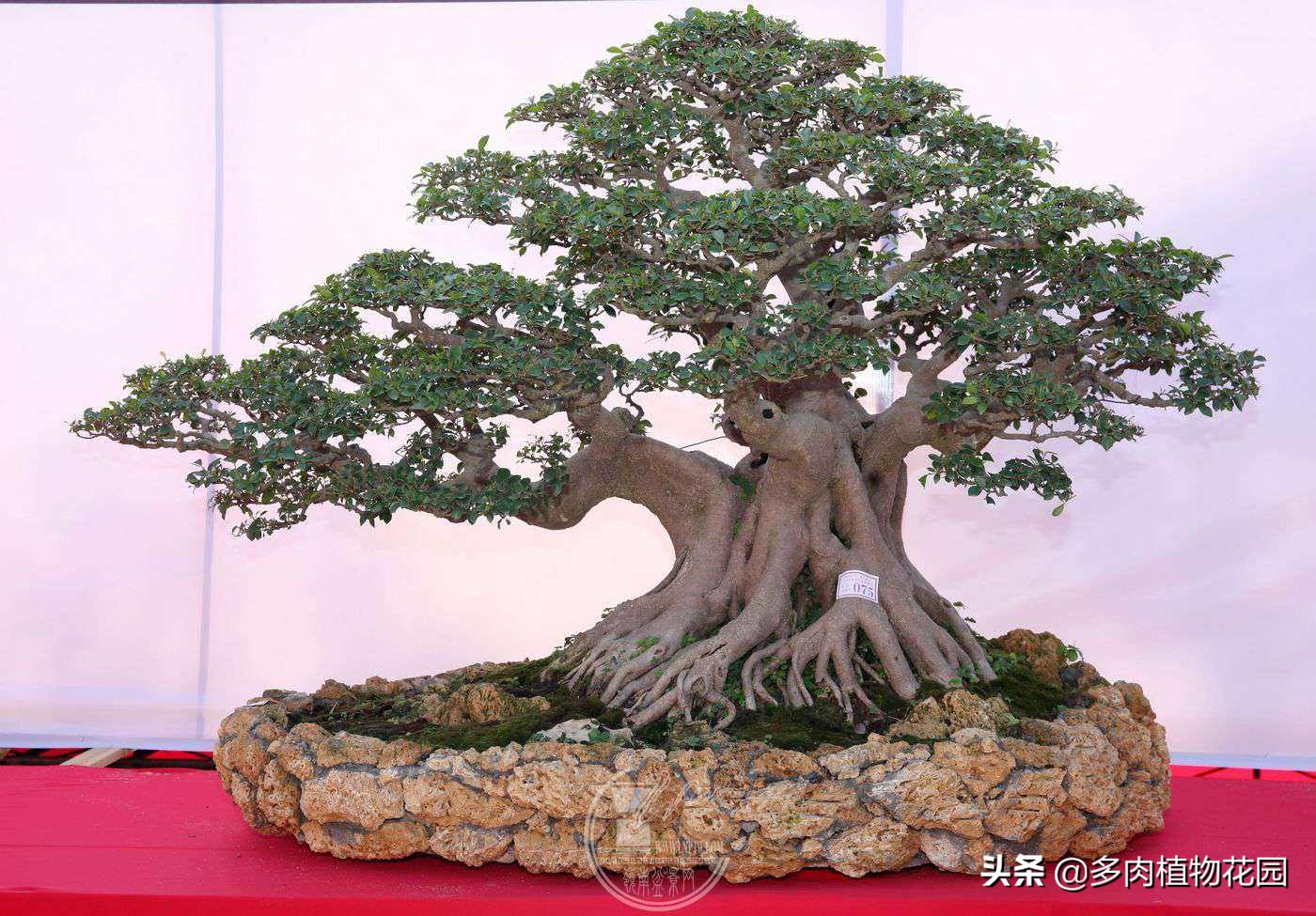 榕树如何养护才能旺盛,榕树叶片怎么养才能绿