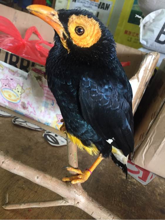 广州鸟市3800元的八哥,国外八哥鸟