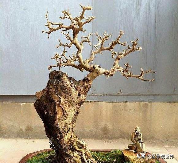 适合家庭栽的寓意好的八种树,适合庭院种植的8种树大气美观