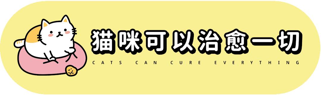 猫咪没坏心眼视频,猫咪没有坏心思在线阅读