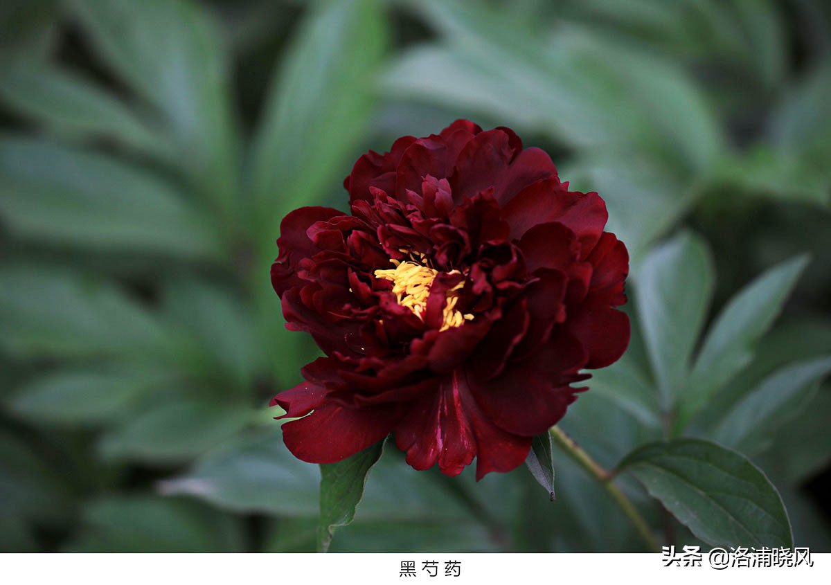 大院绿化的回忆——顺便看看院里的芍药定个究竟有多少种？