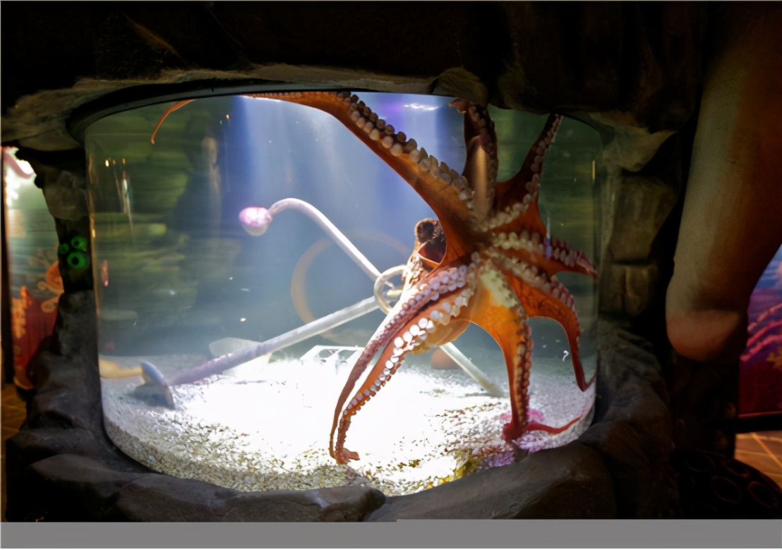 食物链顶端动物智商 (为什么食物链顶端动物智商高)