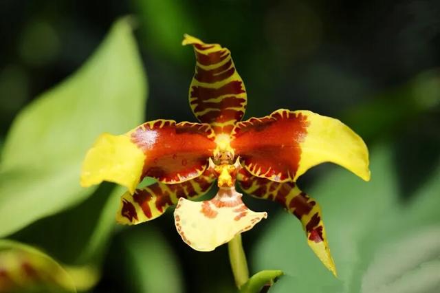 零零后女孩培育出世上最美的几种花，无论如何也要种上一朵