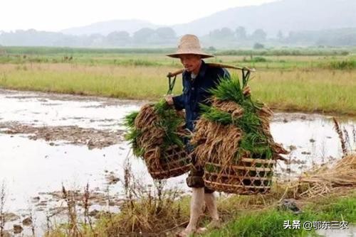 为什么都不愿意当农民,为什么大家都喜欢当农民