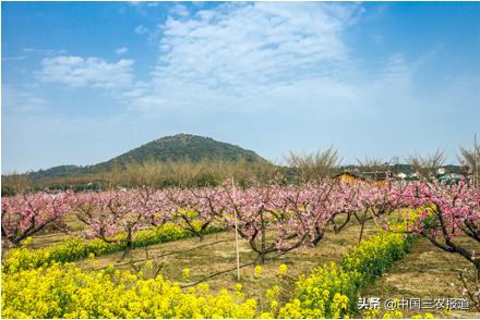 无锡水蜜桃一桃难求,水蜜桃最高可以卖多少元