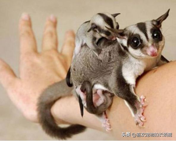 蜜袋鼯怎么养更容易上手,小蜜袋鼯有什么注意事项