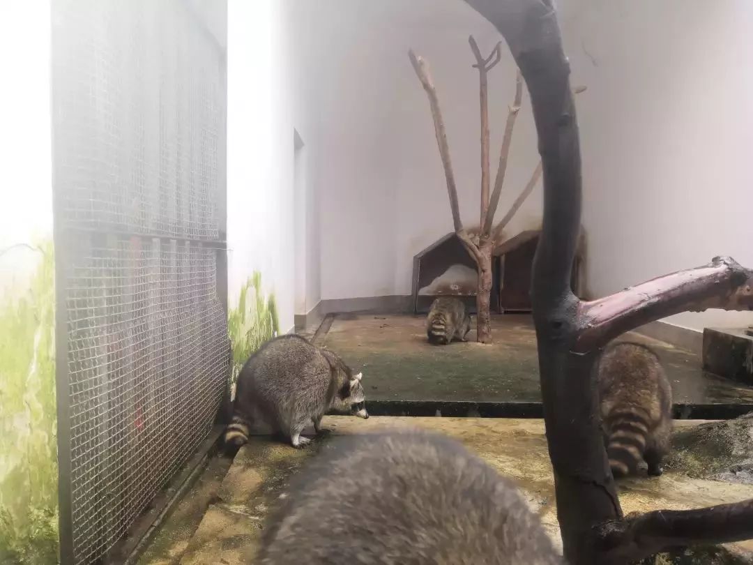 熊出没熊大熊二旅游,熊出没之熊大熊二乐园