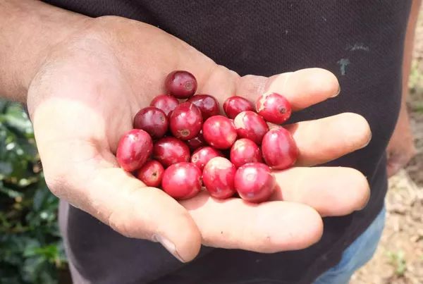 哥斯达黎加黑蜜咖啡,咖啡产区有什么区别