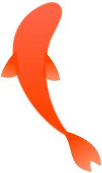 锦鲤的隐藏套路,中国锦鲤隐藏套路