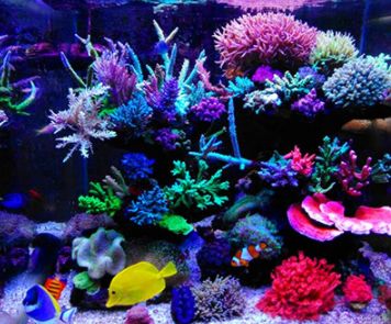 水族箱怎么增加酸度,海水鱼缸怎么配水