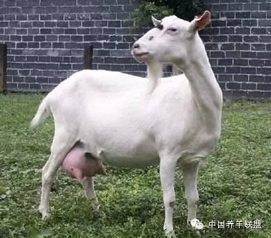 羔羊假死有什么症状,羊羔假死怎么预防和救治