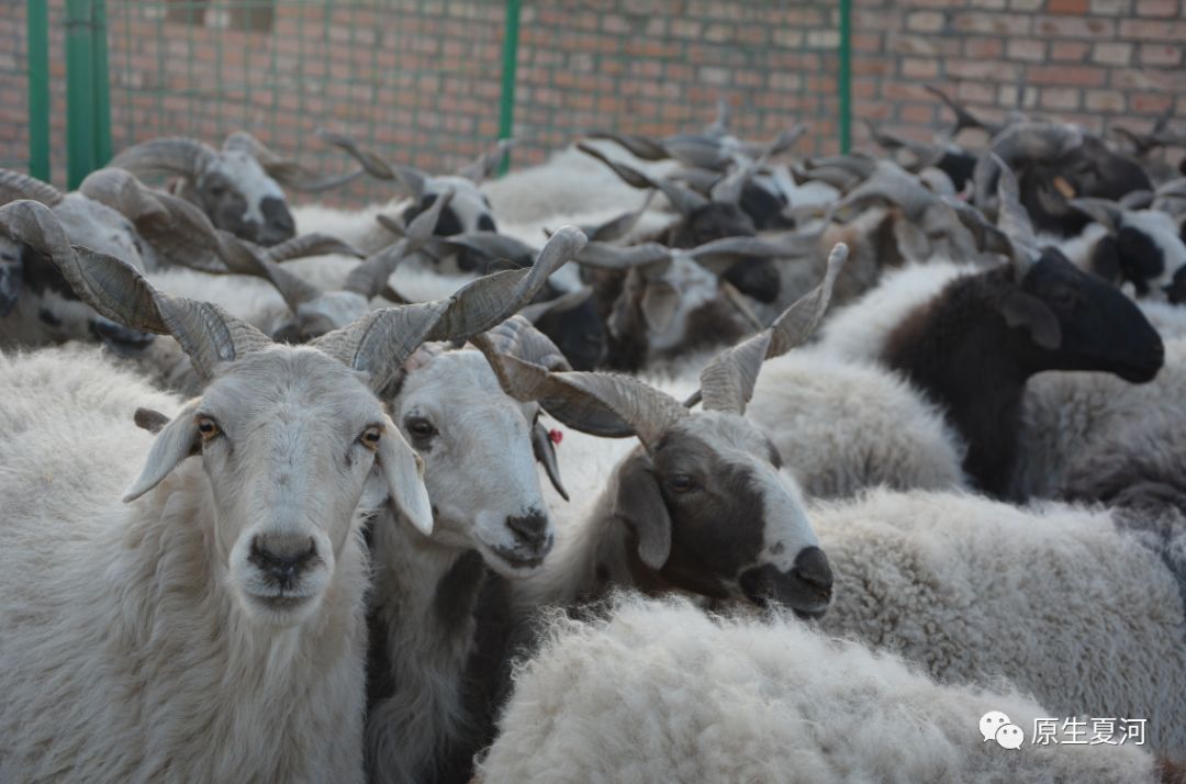 甘加藏羊哪个品种最好,藏羊是什么品种