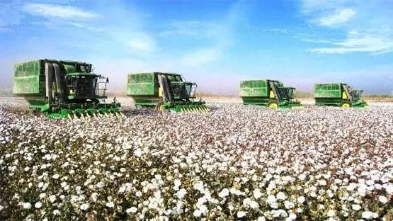 对国内棉花未来走势的看法,中国棉花现状