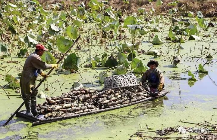 「浠世美文」巴河莲藕甜又香