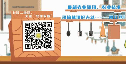 腌制咸鸭蛋，不用坛子不用水，简单几步，腌出的鸭蛋又油又沙