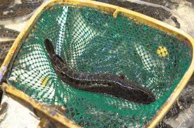 火遍全国的鱼卤江湖,火遍全网的美食鱼