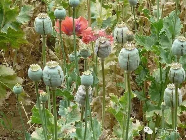 检测吸毒需要多少毛发,检测吸毒尿液几道杠是阴性