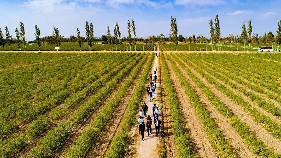 滋补酒宁夏红怎么样,宁夏红是保健酒吗