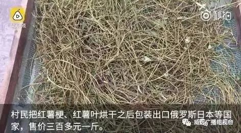 身价暴涨！威远农村这东西竟然卖300一斤？目前满地都是！