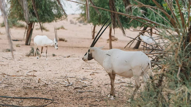 西厢房|沙漠中的极致野奢,每间都有私家泳池,羚羊会还会来泳池喝水
