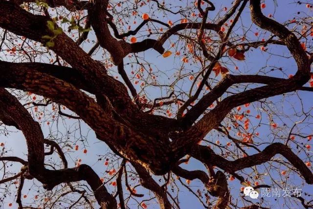 刚刚好!陇南的柿子红了,“柿”不可挡~