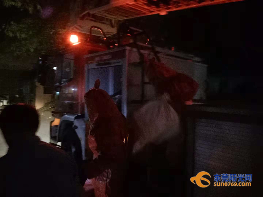 东莞清溪马蜂,清溪找马蜂