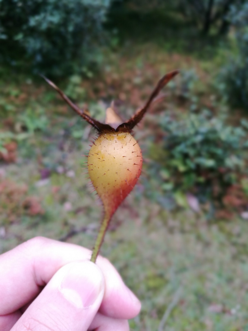 十大非著名山峰,湖南十大非著名山峰