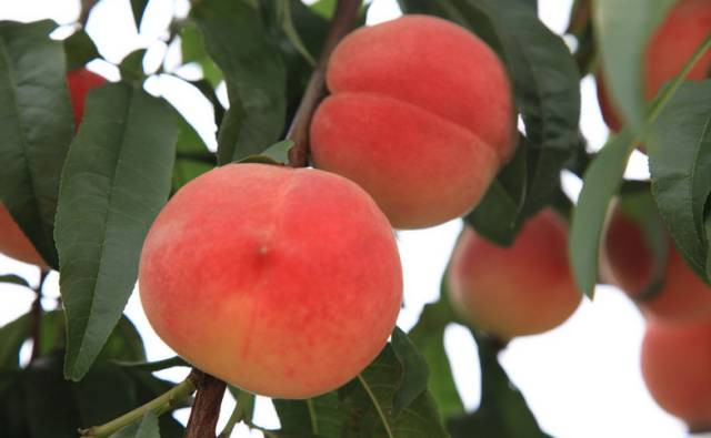 戳心窝的春城日常生活，625万昆明人边看边哭！