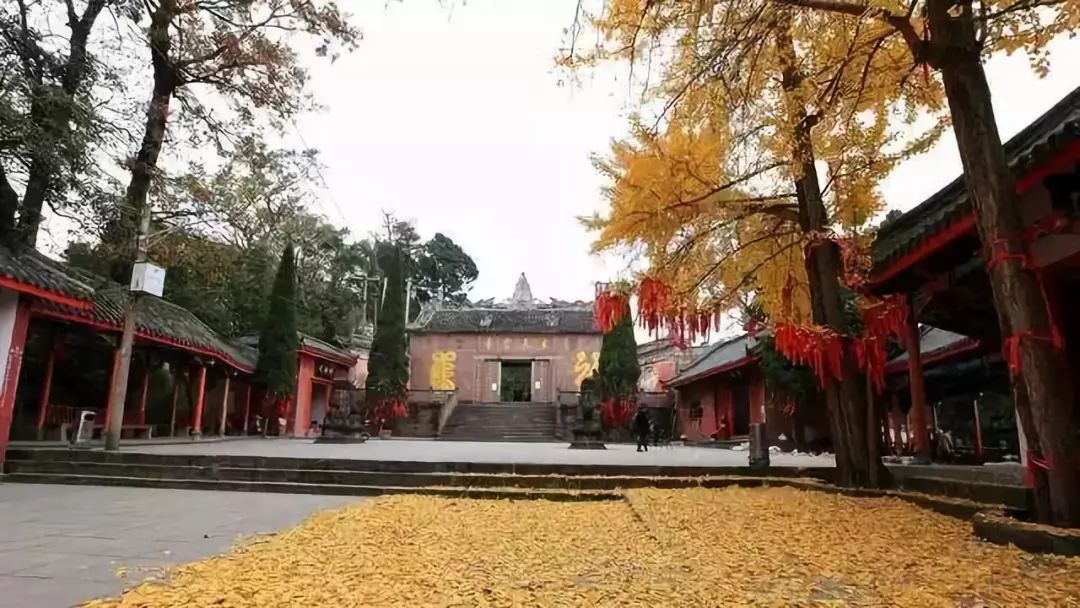 春雨枝头密似鳞，秋风树下落成金——秋日银杏（上）