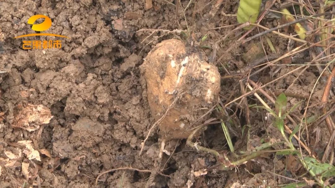 5岁小孩突然呕吐不止是什么原因,5岁的男孩呕吐像果冻