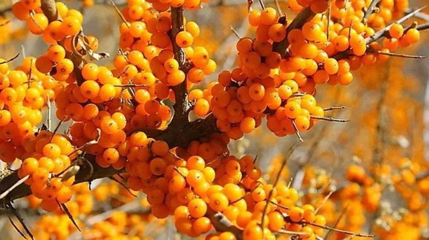 大地文心生态文学系列优秀作品集,大地文心生态视频