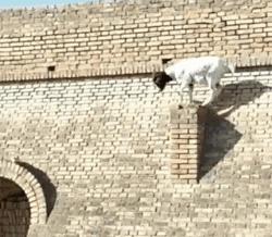 这40个冷知识据说只有1%的人知道 (古代100个绝对颠覆你认知的冷知识)