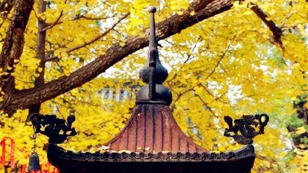 济南秋天看银杏的地方,济南银杏最好看的地方