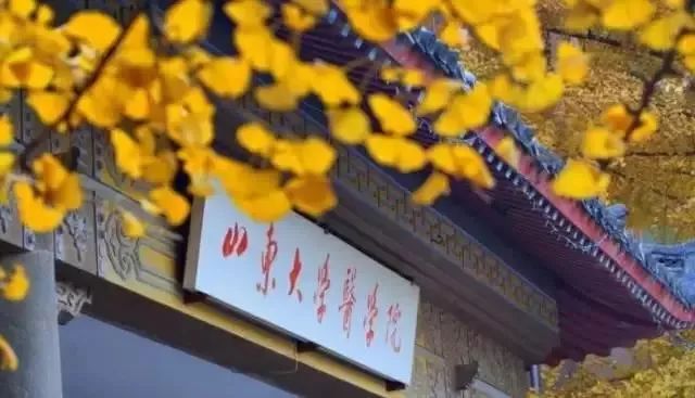 济南秋天看银杏的地方,济南银杏最好看的地方