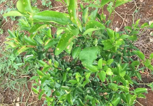 农药果树药害怎么处理,果树药害补救最新方法