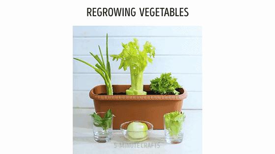 在家种菜,不用土不用肥,“一张纸”就搞定