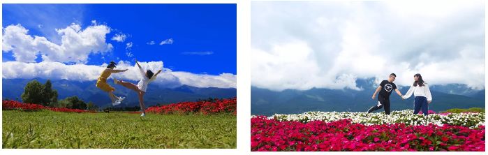 大理云海花海,大理花海漫步