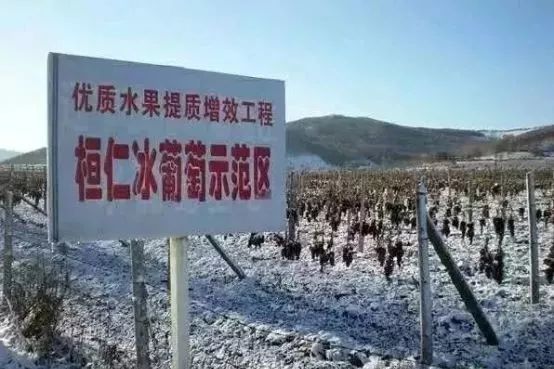 他用一块地做火2个产业，在冰葡萄田里把黑豆卖出4000万！