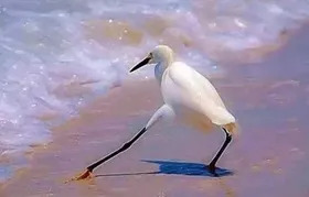 啥操作？男子花1500元“买”来一对银*铐手**！