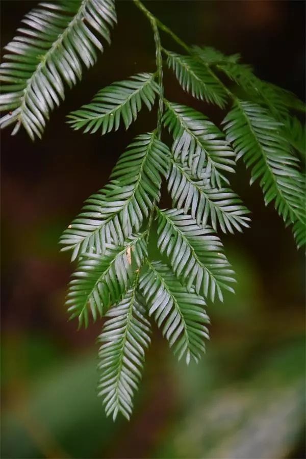海南尖峰岭植物,海南尖峰岭国家森林公园问题