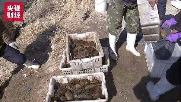 海参价降原因,海参价格下滑