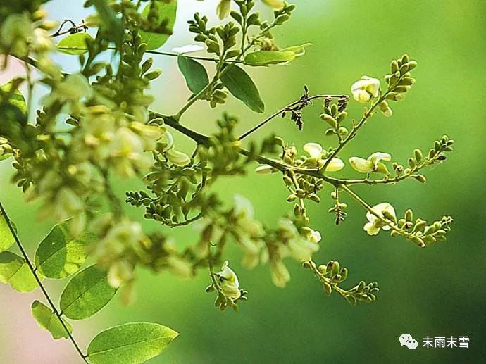 那些绝美的中药,那些你不知道的绝美中药