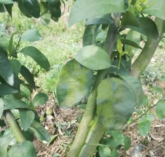 青苔的正确处理方法,困扰果农的柑橘青苔